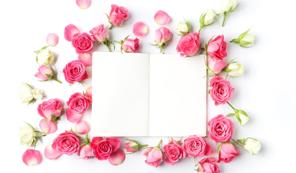 Розовые розы с белым листом, шаблон для открытки