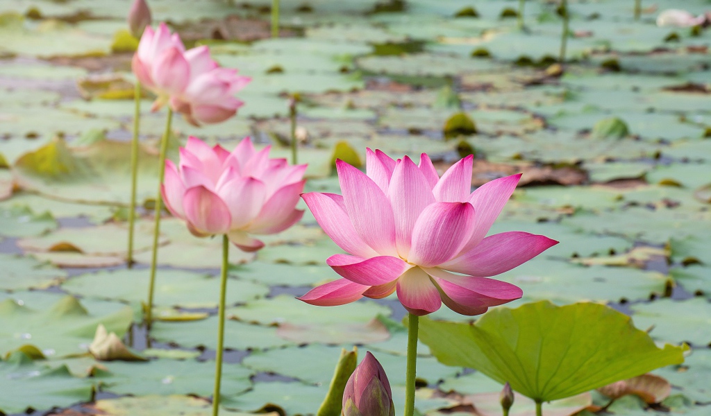 Розовые нежные цветы лотоса в воде