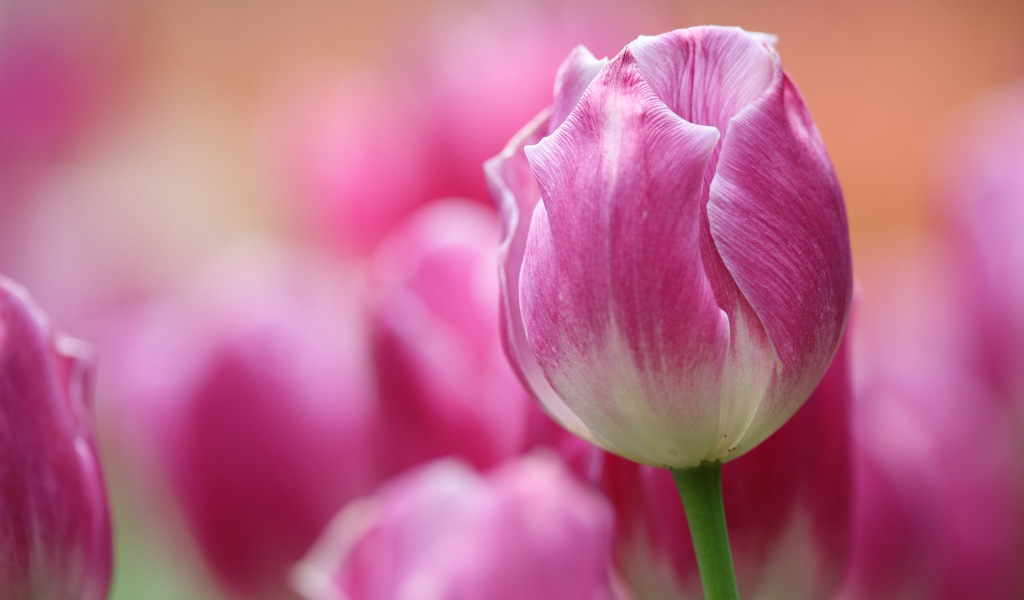 Розовый тюльпан крупным планом