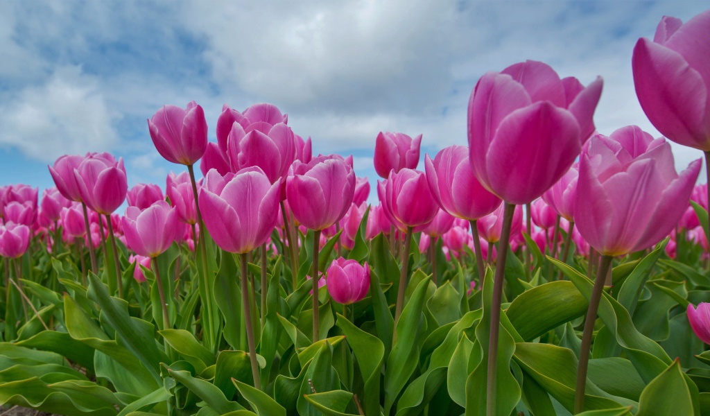 Розовые тюльпаны под красивым небом 