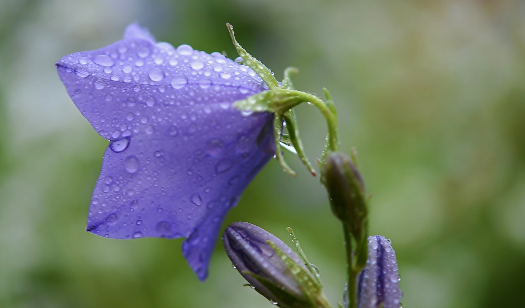Фиолетовый колокольчик в каплях дождя