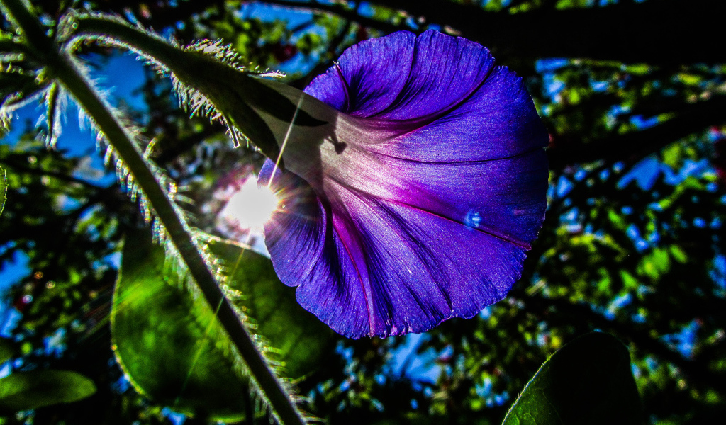 Фиолетовый цветок ипомея в лучах солнца