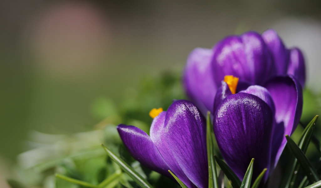 Фиолетовые цветы первоцветы крокусы