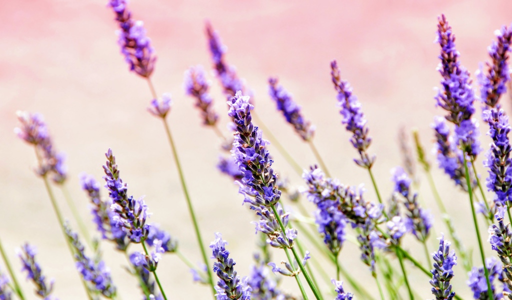 Фиолетовые цветы лаванды крупным планом