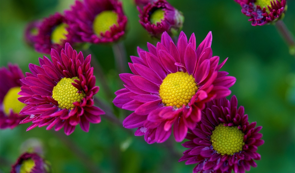 Фиолетовые цветы орхидеи с желтой серединой 