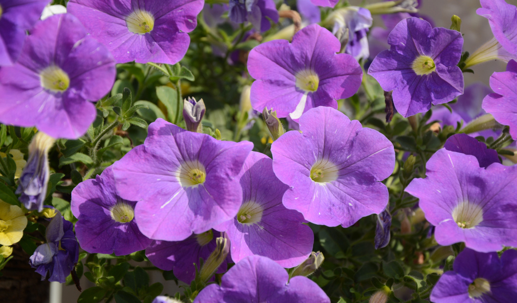 Фиолетовые цветы петунии в лучах солнца