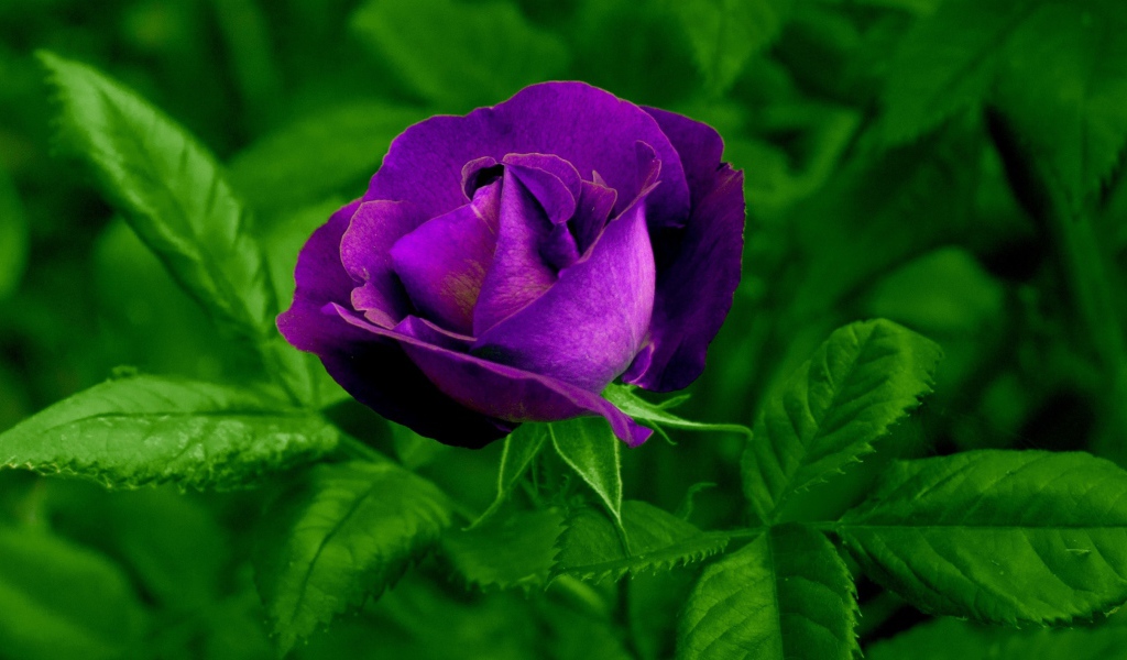 Фиолетовый цветок розы с зелеными листьями