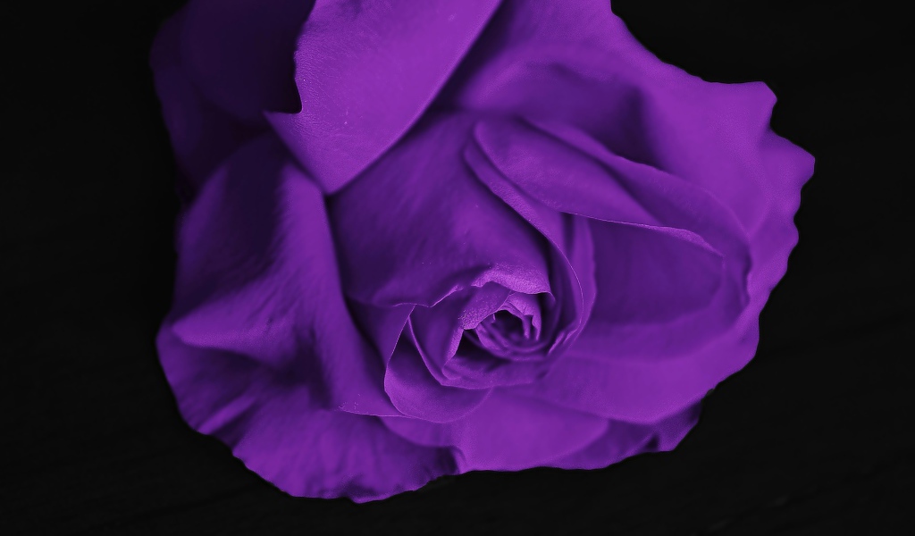 Фиолетовая роза на черном фоне крупным планом