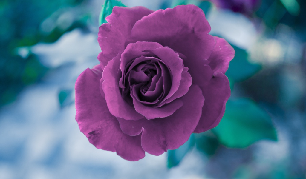 Фиолетовая роза вид сверху 