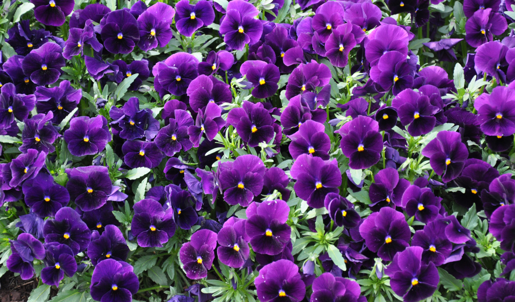 Фиолетовые маленькие цветы анютины глазки 