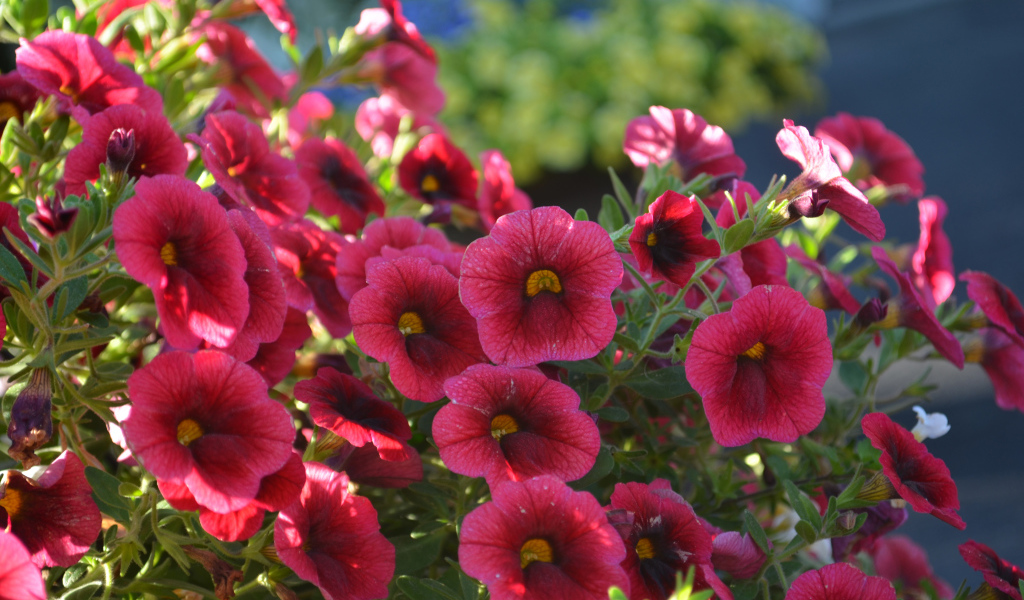 Красные садовые цветы калибрахоа
