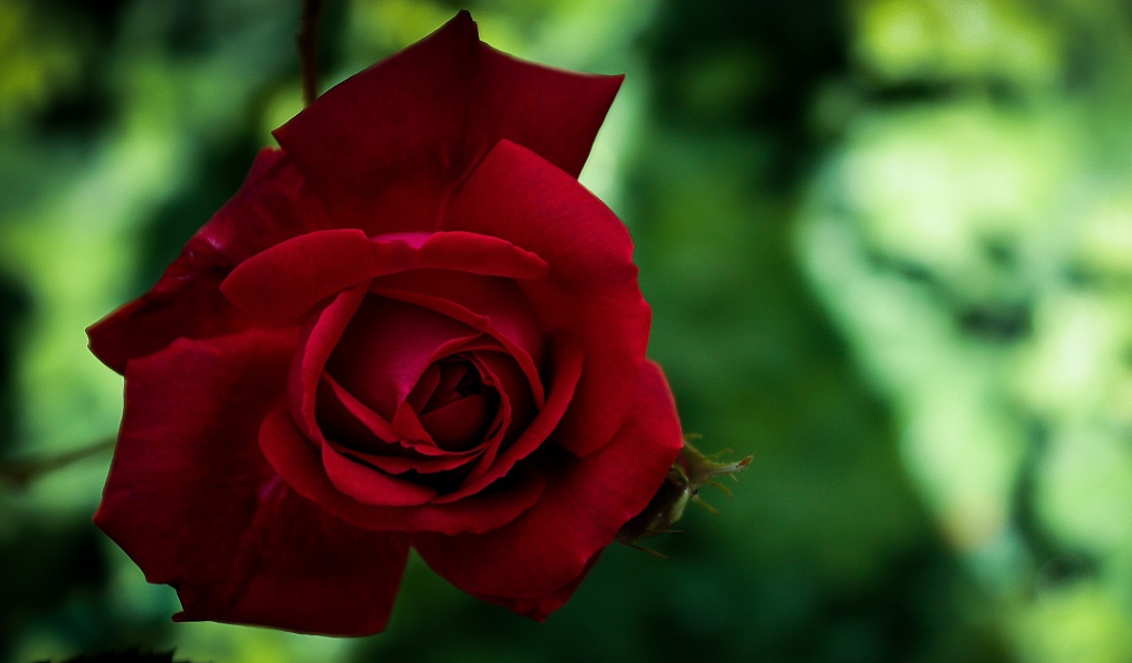 Красная красивая садовая роза крупным планом