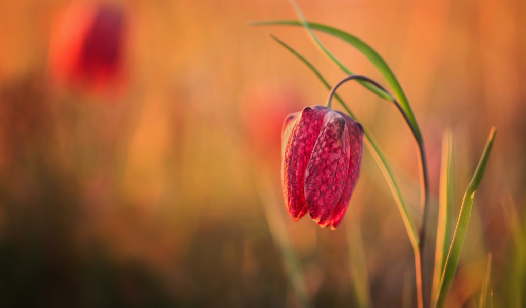 Красный цветок рябчик шахматный