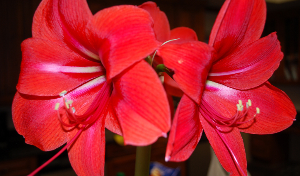 Красные цветы амариллис 
