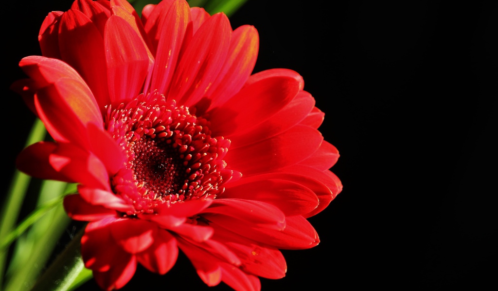 Красный цветок герберы на черном фоне крупным планом