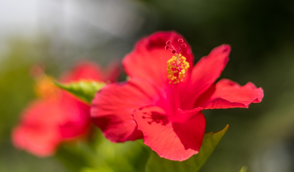 Красный цветок гибискуса в лучах солнца крупным планом 