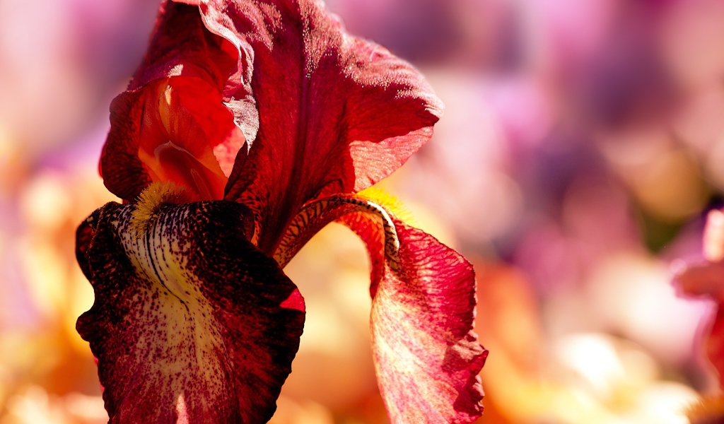 Красный цветок ириса крупным планом