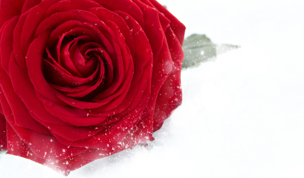 Красная крупная роза в снегу