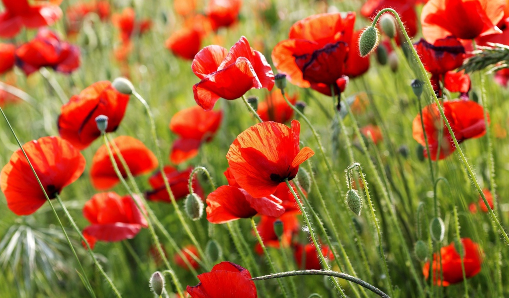 Красные полевые маки летом крупным планом