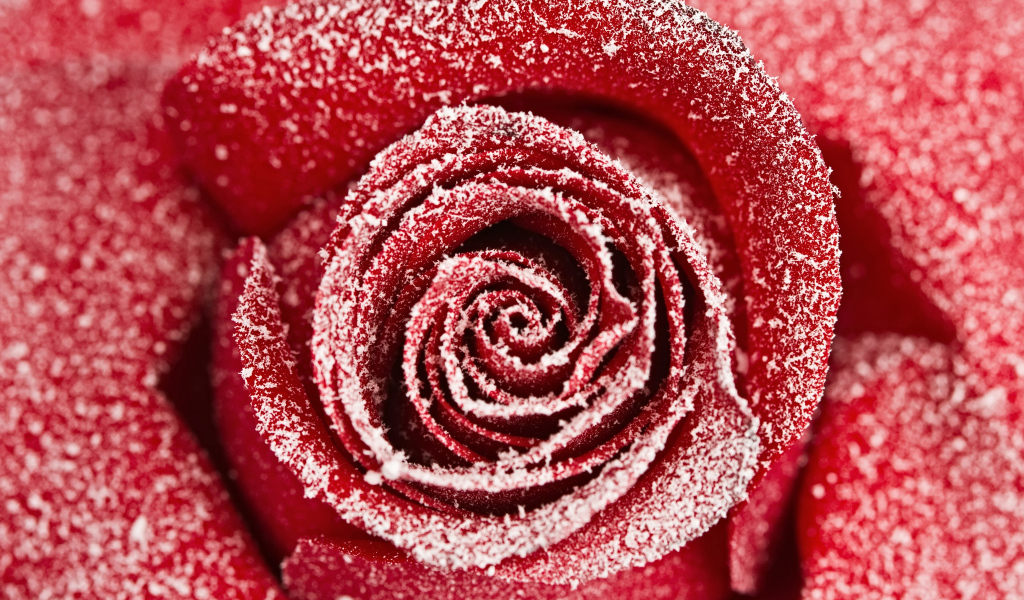 Красная роза покрытая инеем крупным планом 
