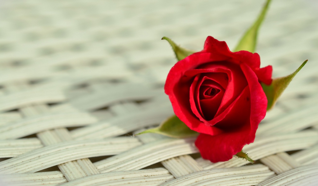 Красный цветок розы на плетеной поверхности 