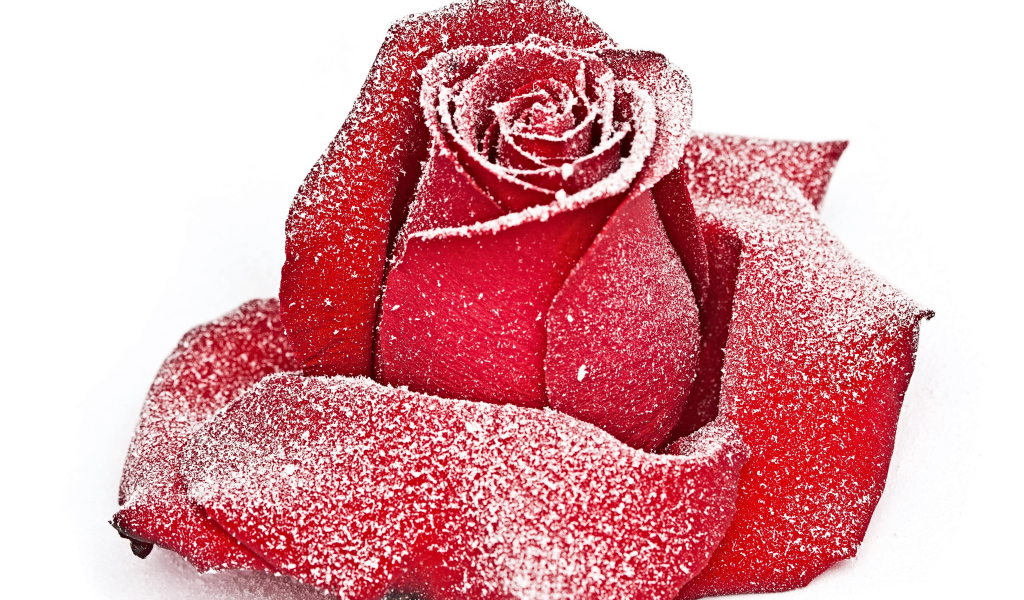 Сорванная красная роза в инее на снегу 