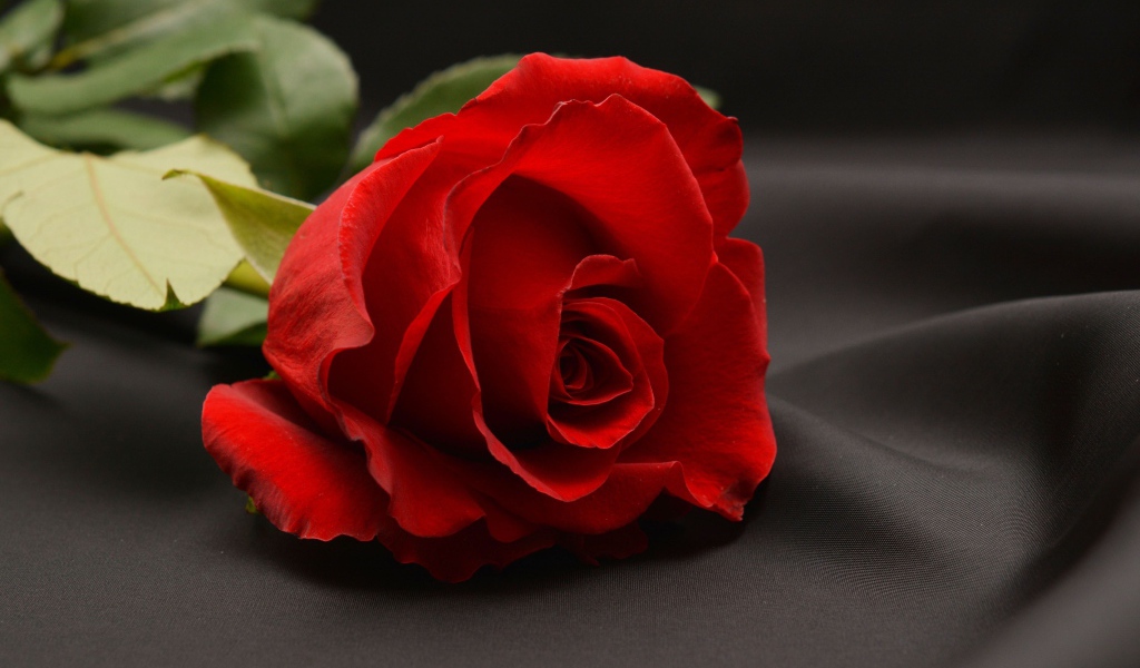 Красная роза на сером фоне
