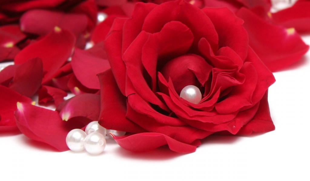 Красная роза на белом фоне с лепестками и жемчужинами