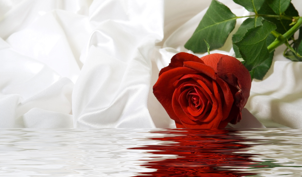 Красная роза с белой шелковой тканью в воде