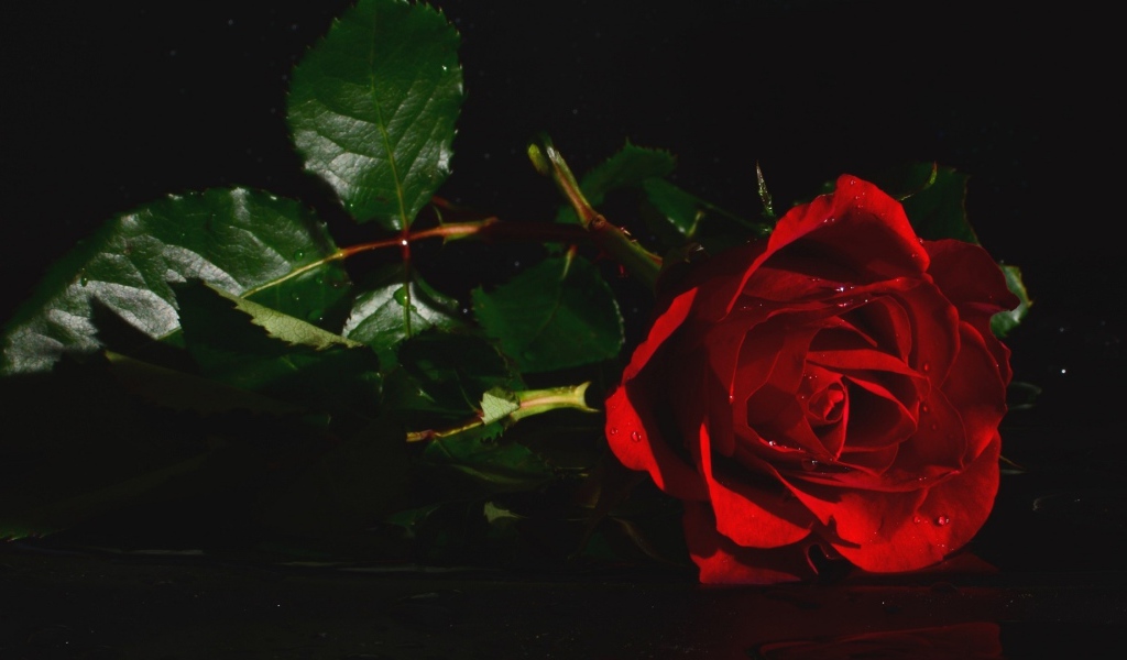 Красная роза с зелеными листьями в воде