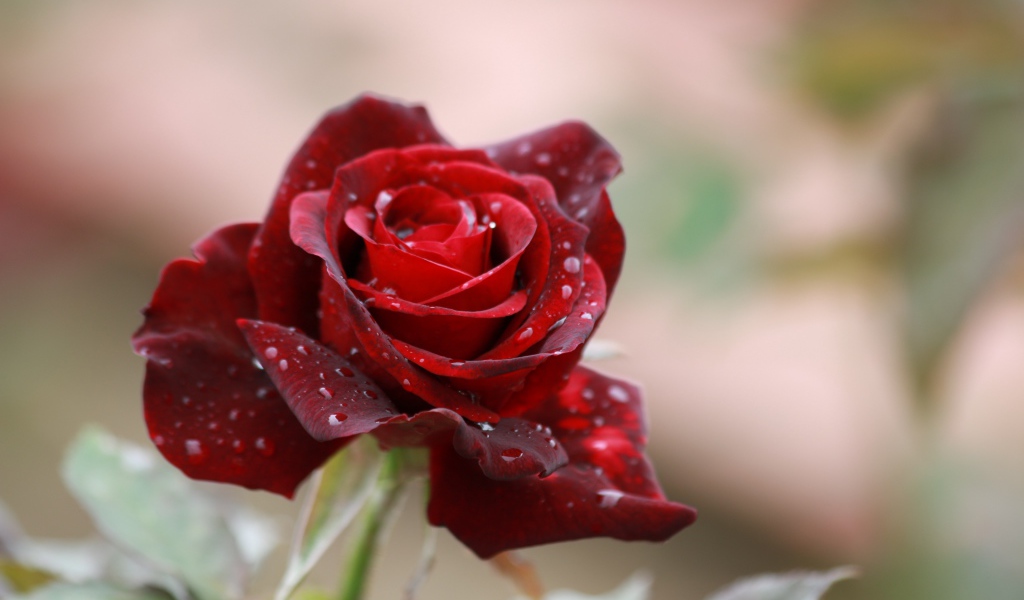 Красная роза с каплями дождя на лепестках крупным планом
