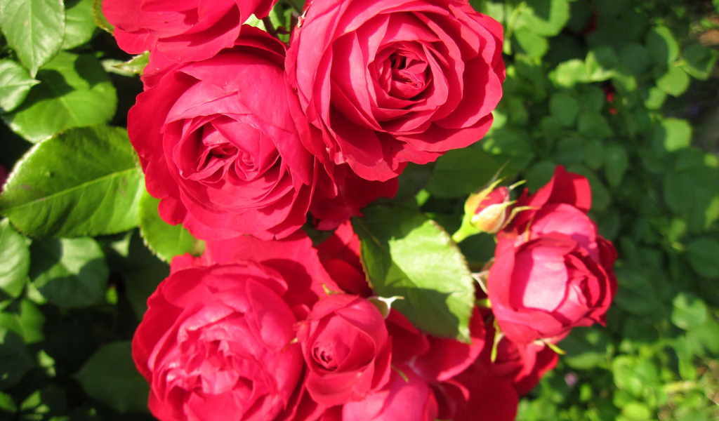 Красные розы крупным планом