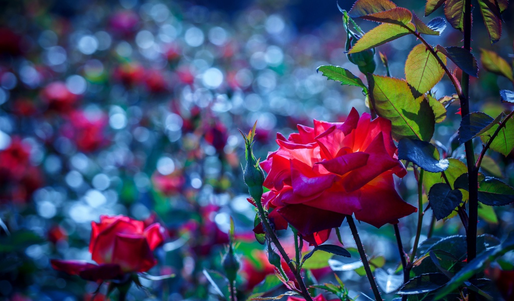 Красные розы с бутонами в саду