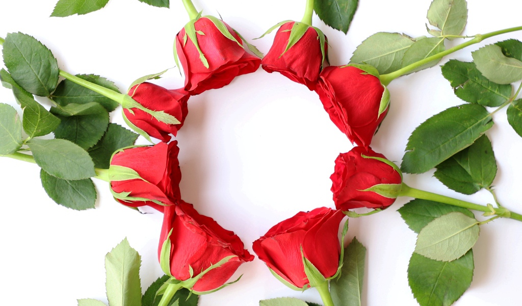 Красные розы с зелеными листьями на белом фоне