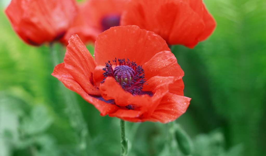 Красные летние красивые маки на зеленом фоне