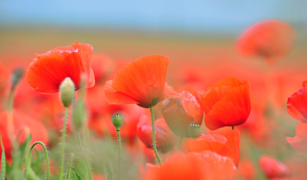 Красные летние полевые маки крупным планом 