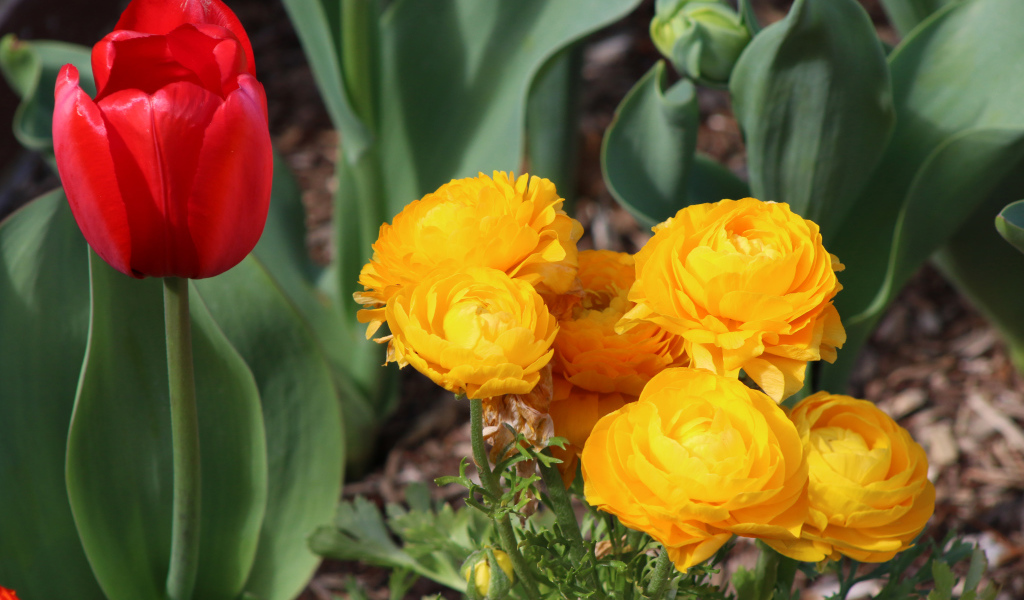 Красный тюльпан и желтые лютики на клумбе