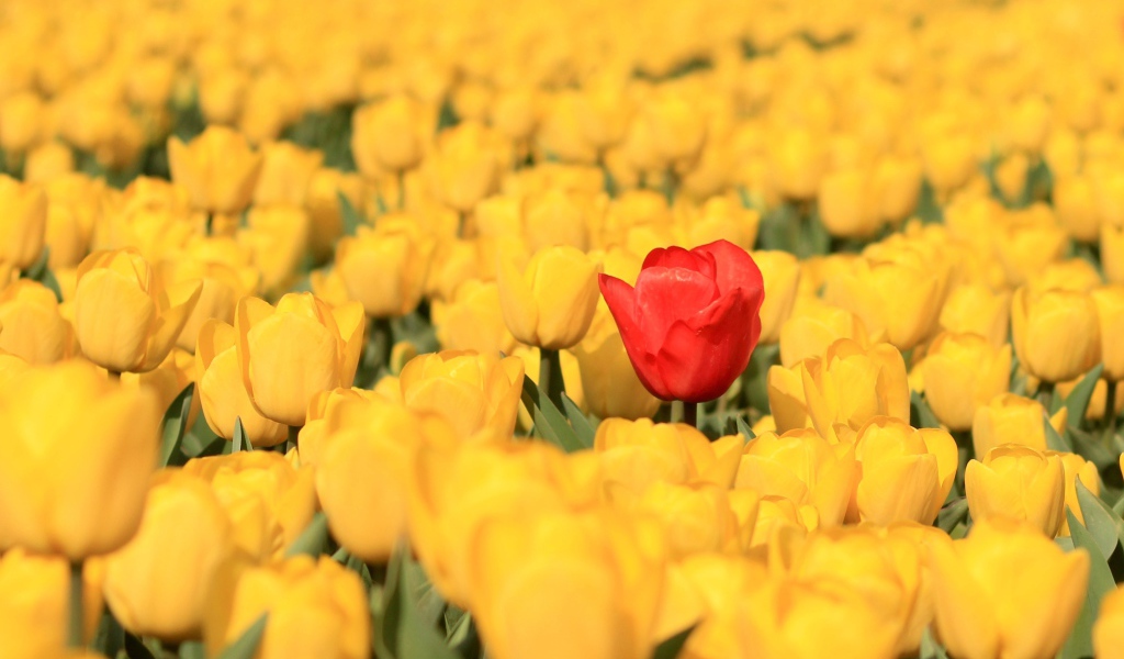 Красный тюльпан на поле с желтыми тюльпанами