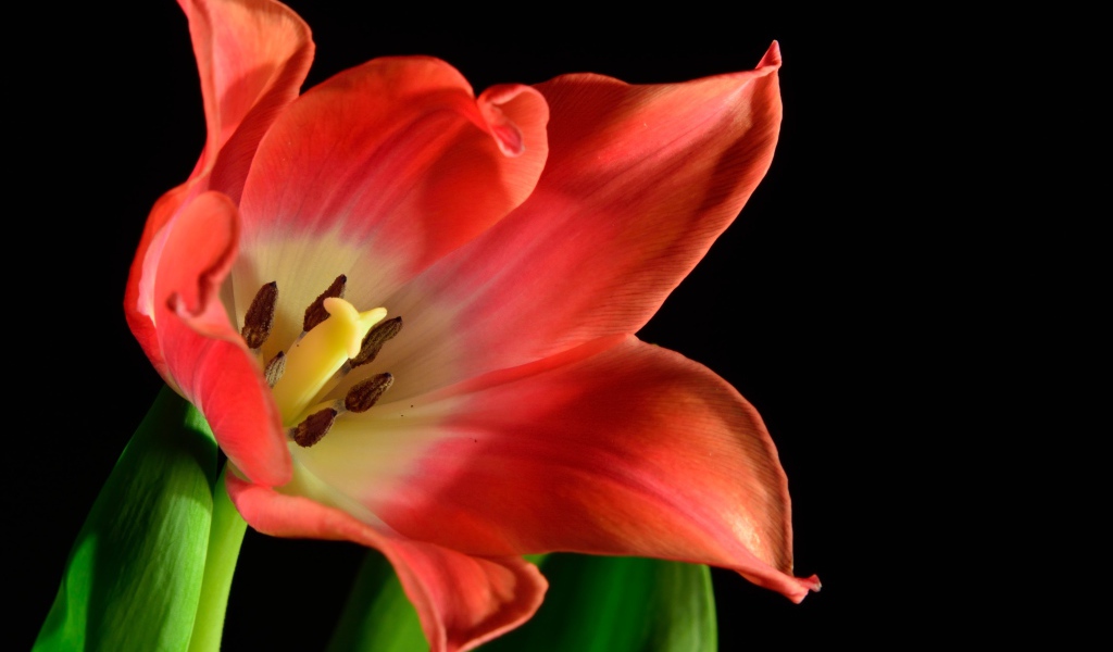 Красный тюльпан с зелеными листьями на черном фоне