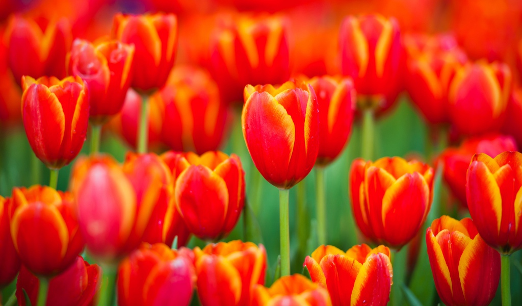 Красные тюльпаны с желтыми ободками на лепестках 