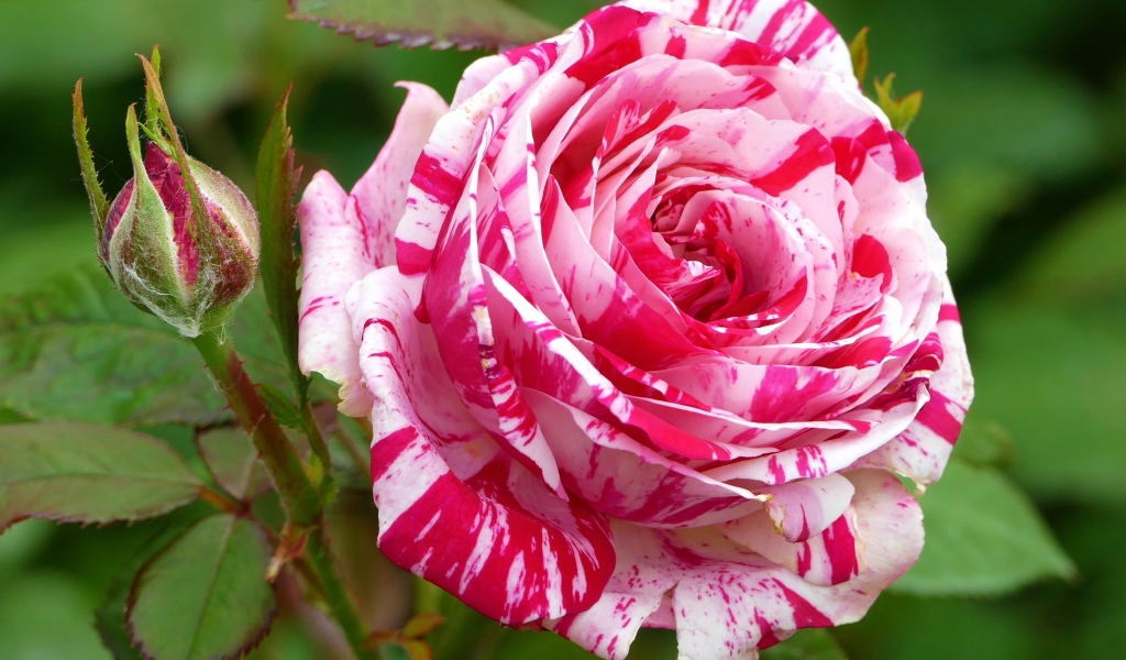 Роза с красивой расцветкой с бутоном