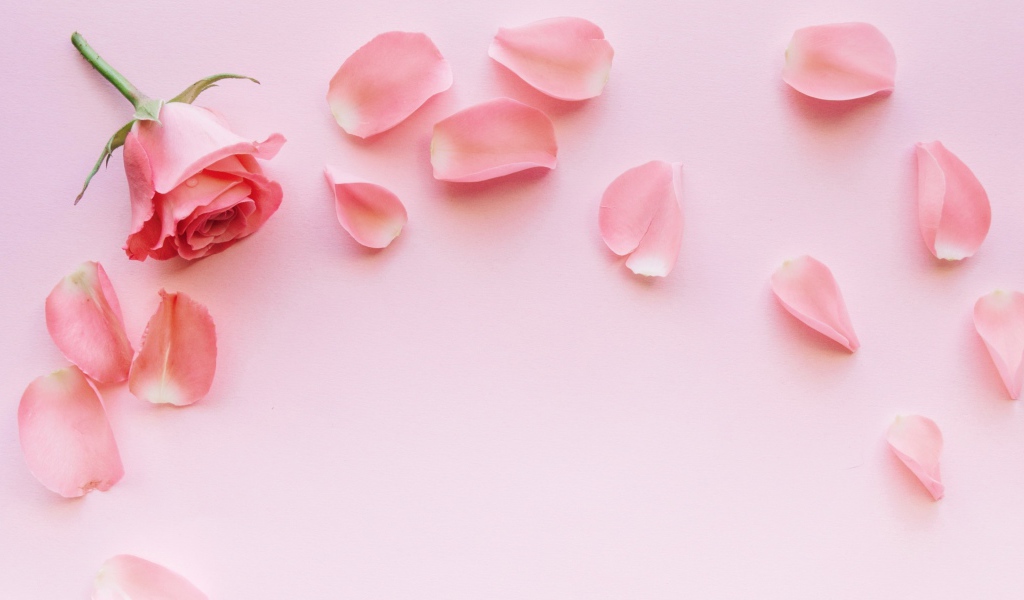 Роза с лепестками на розовом фоне