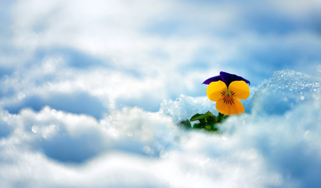 Маленький нежный цветок анютины глазки в снегу