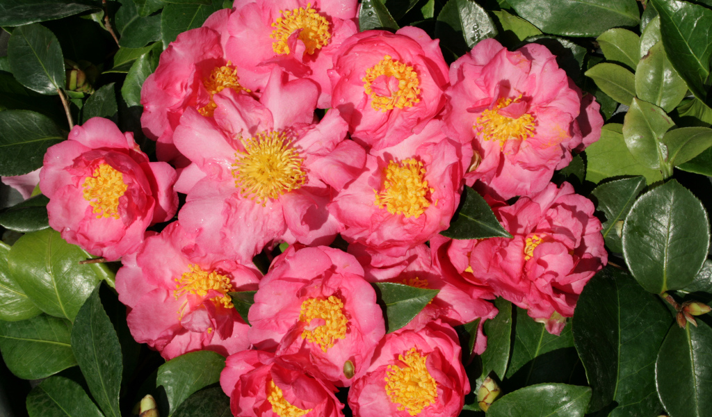 Мелкие розовые цветы камелии крупным планом