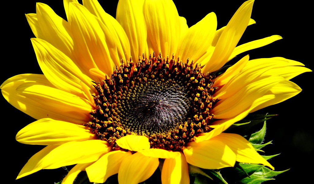 Цветок подсолнуха крупным планом на черном фоне 