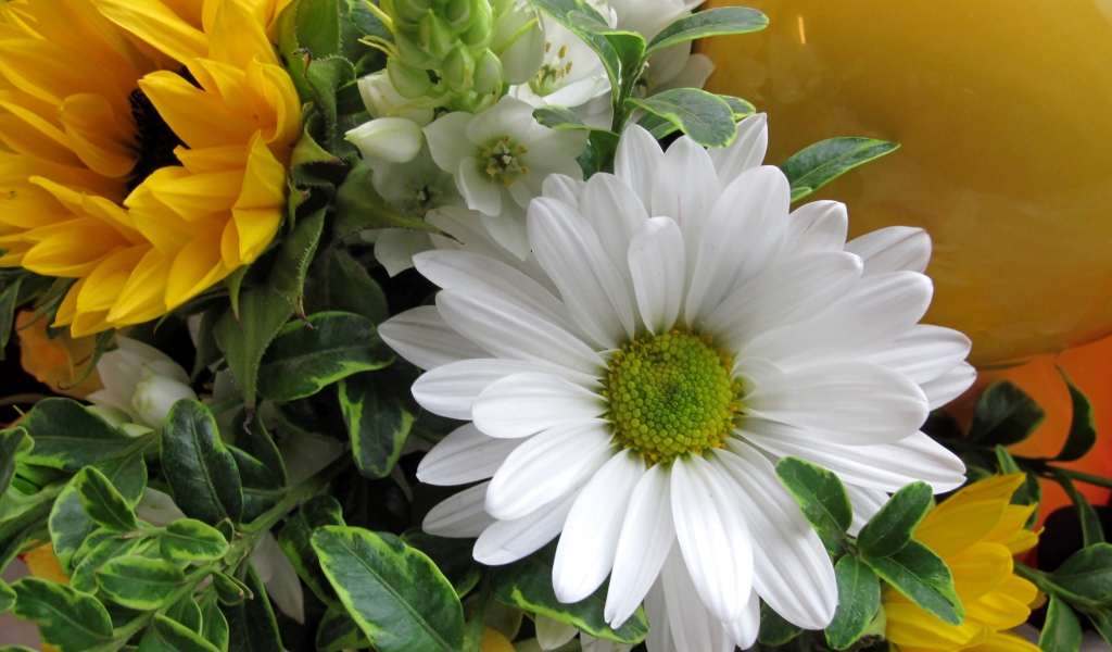 Цветы подсолнуха с белыми цветами хризантемы 