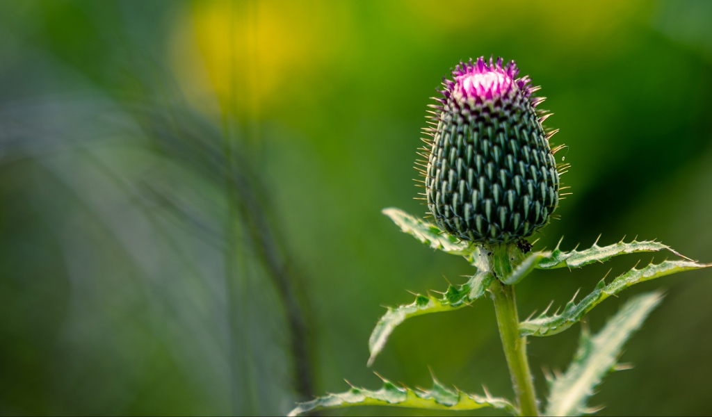 Нераспустившийся цветок чертополоха на зеленом фоне
