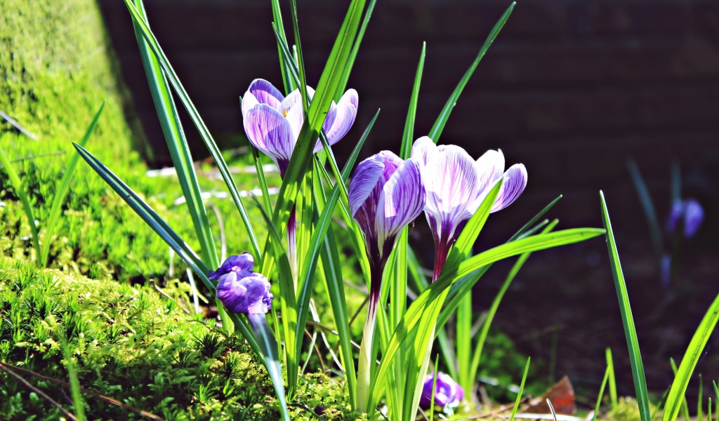 Первые весенние цветы крокусы в лучах солнца