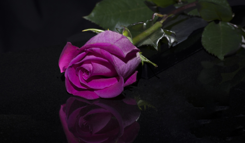 Розовая роза отражается в черной поверхности