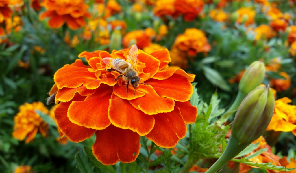 Оса сидит на красивом оранжевом цветке бархатца